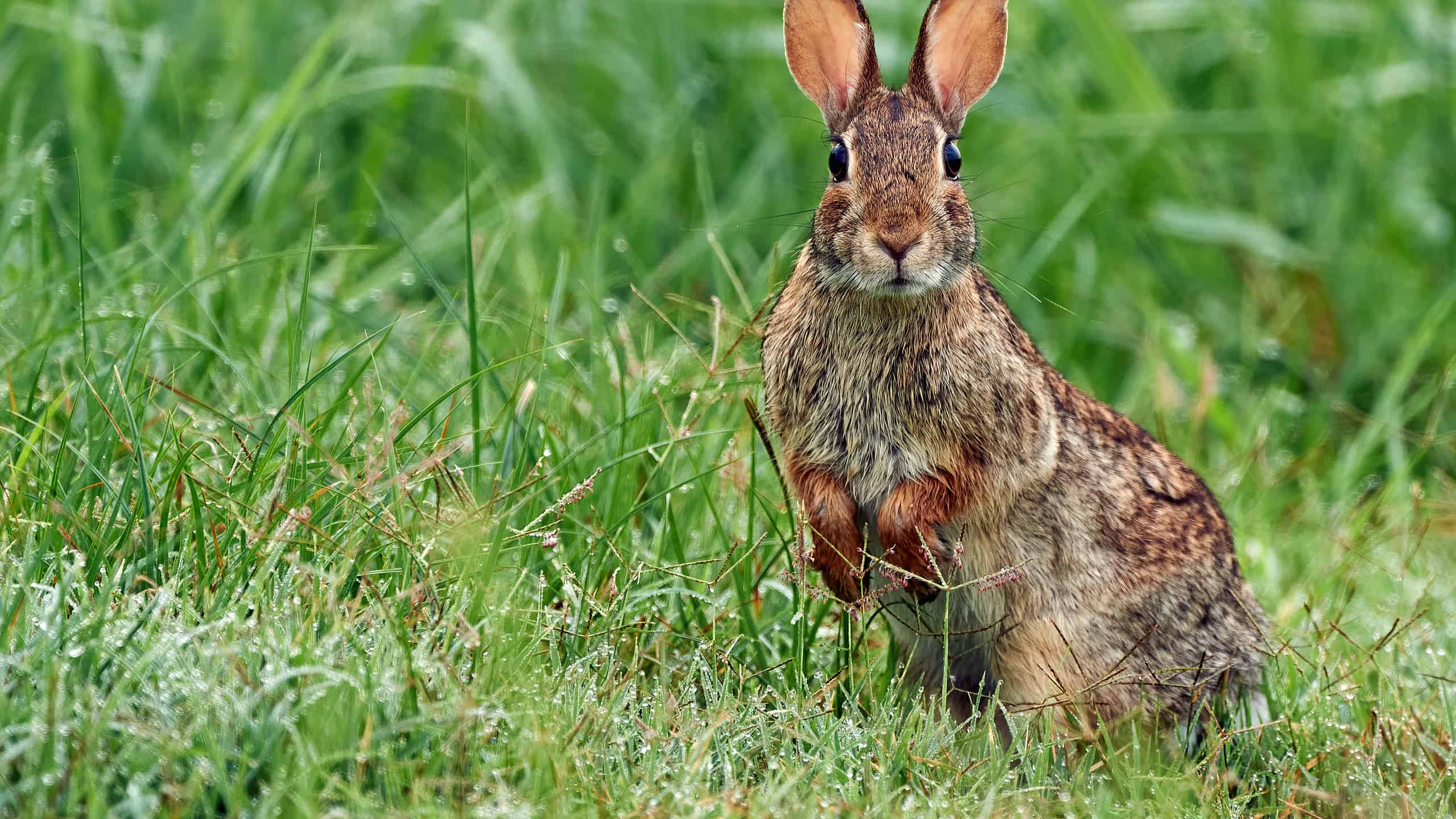 Eastern Cottontail Rabbit in Grass