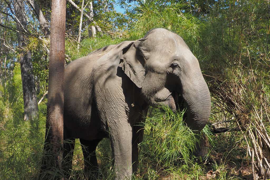 No Wild Female Asian Elephant Don National Park, Vietnam