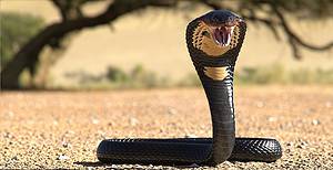 A Group of Brave Squirrels and a Mongoose Went to War With a Cobra Picture