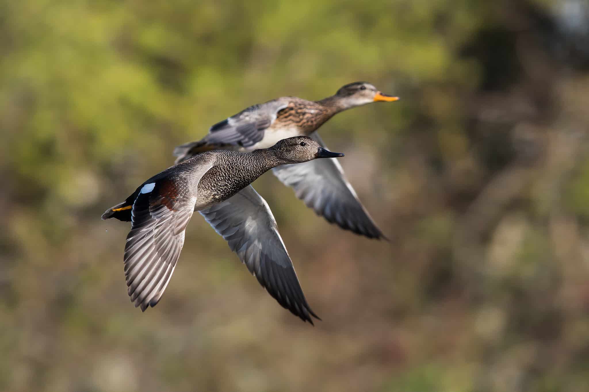 Duck Hunting Season in Vermont Season Dates, Bag Limits and More AZ