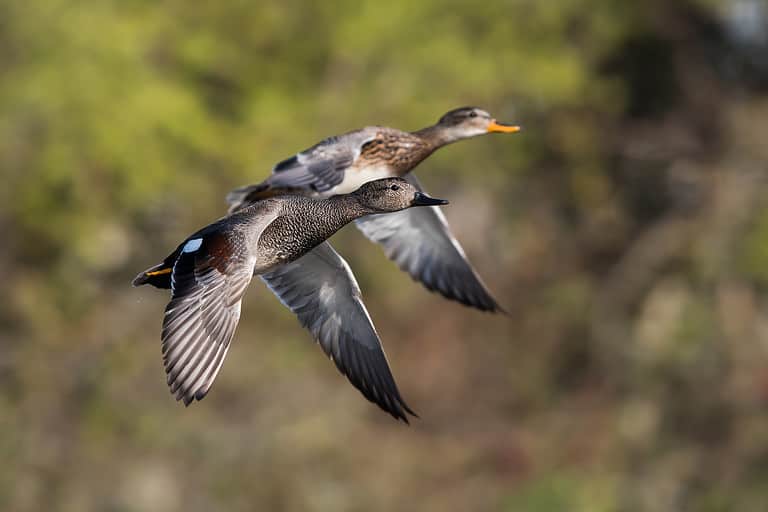 Pair of Gadwall Ducks Flying