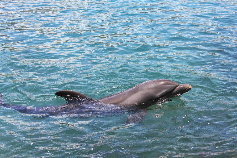 Gray dolphin (Sotalia guianensis) swimming, showing its dorsal fin