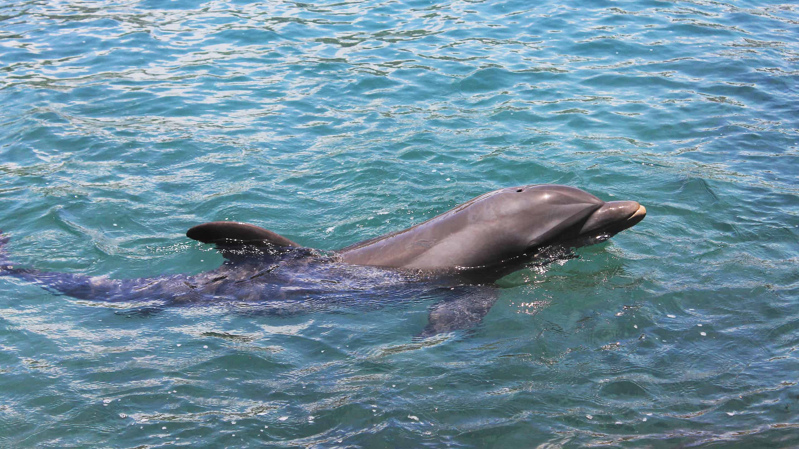 Gray dolphin (Sotalia guianensis) swimming, showing its dorsal fin