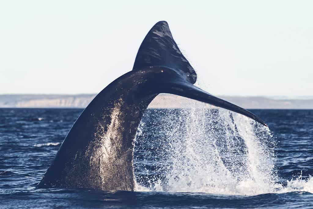 Southern right whale lob tailing, Patagonia, Argentina.