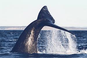 types of baleen whales every species of baleen whale in the world