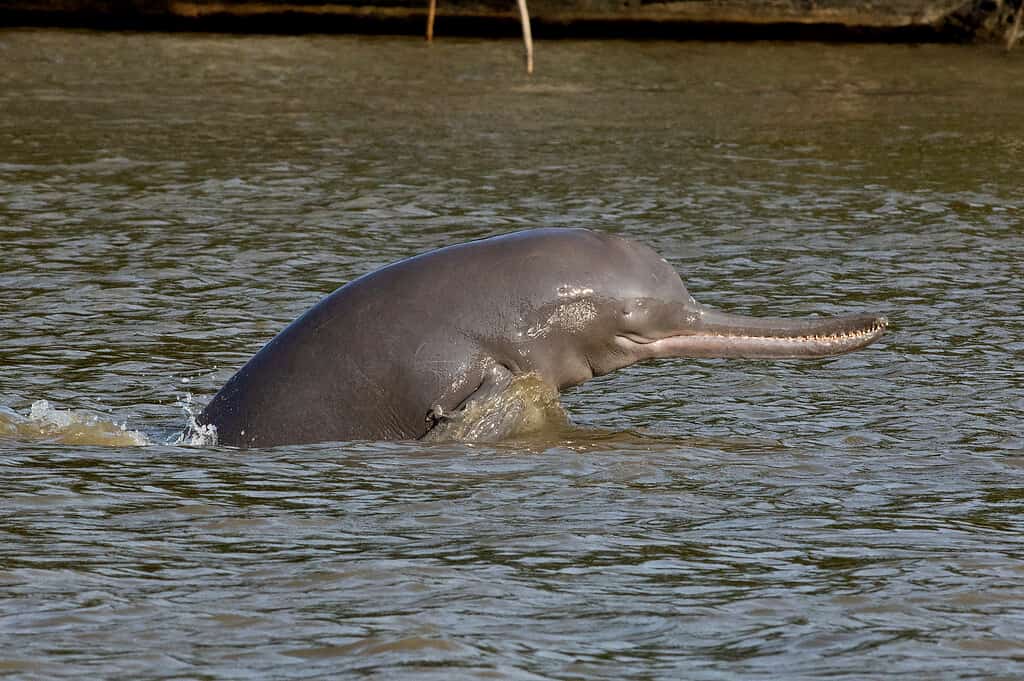 he highly endengered Ganges River Dolphin in the waters of the Brahmaputra river of India. The dolphin is gray and has a very long beak. The dolphin is facing right. 