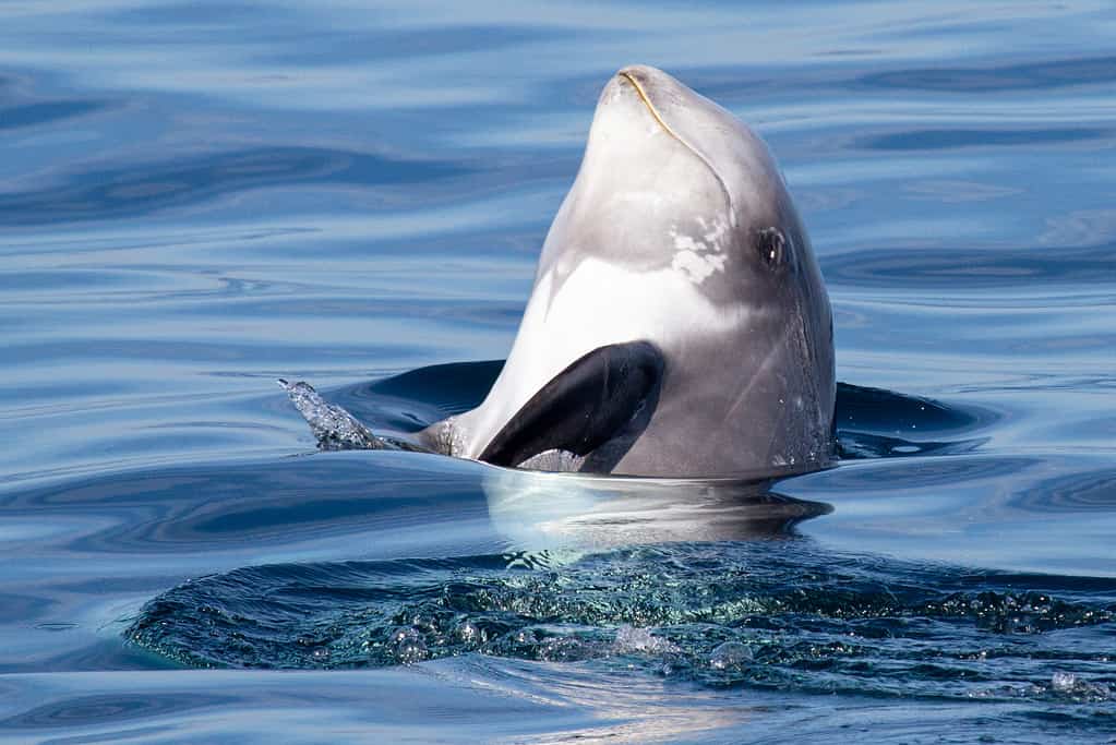 Risso's Dolphin - Grampus griseus