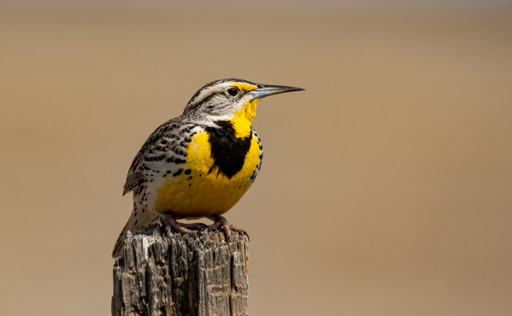 A Beautiful Western Meadowlark Perched on a Fence Post on the Plains of Colorado