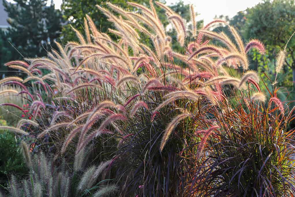 Fountain Grass