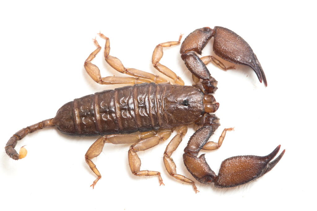 Dwarf wood scorpion (Liocheles sp.) isolated on white background