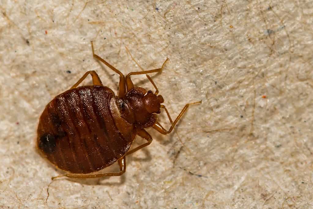 A Close up of a Bed Bug (Cimex lectularius)