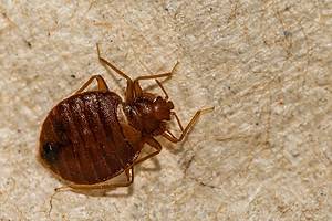 Why Do Bed Bugs Even Exist? Discover Their Purpose in the Environment Picture