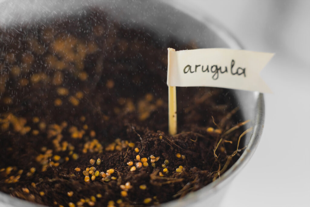 sowing aragula in a row concept. gardening. hobby. quarantine. Growing home micro greens