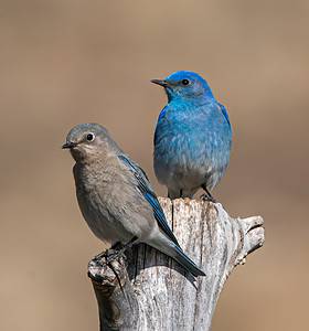 Discover the Official State Bird of Idaho photo