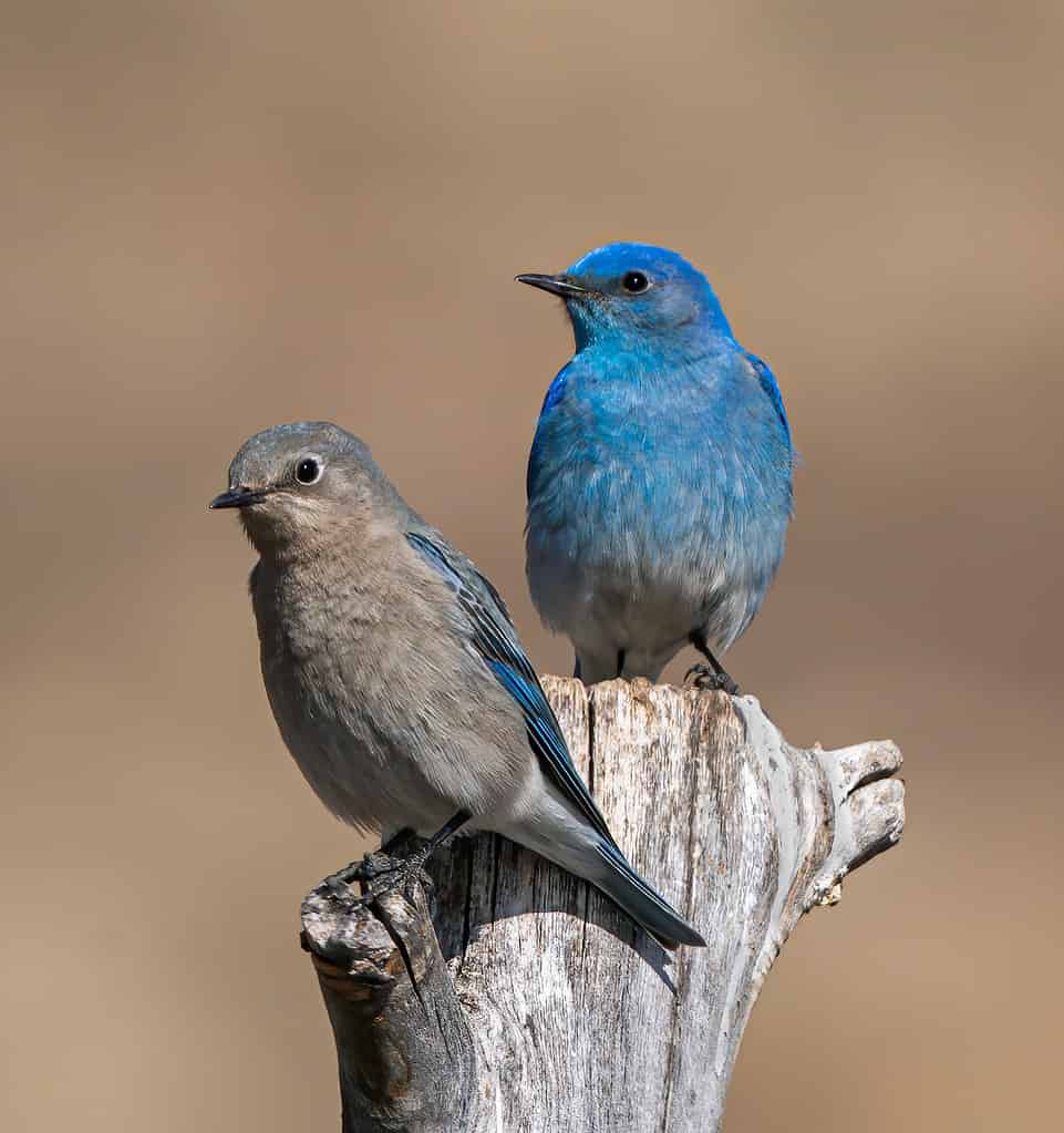 A pair of Mountain Bluebirds pause for a rest during their house hunting expedition.