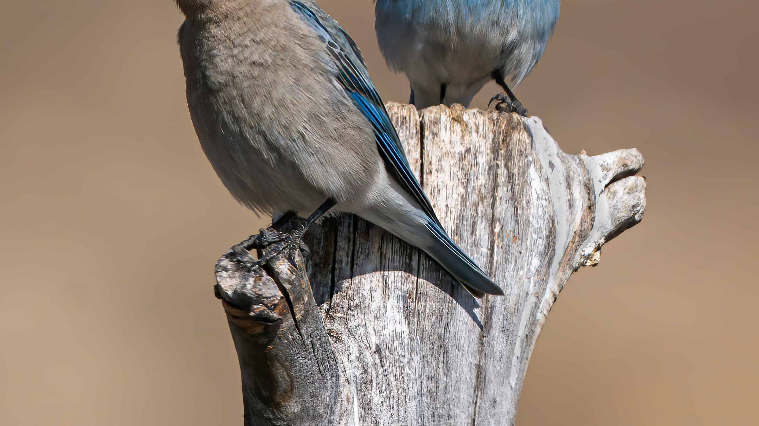 A pair of Mountain Bluebirds pause for a rest during their house hunting expedition.