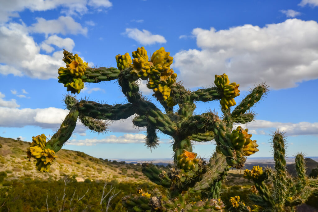 Cylindropuntia imbricata against the blue sky in a mountain landscape in New Mexico, USA