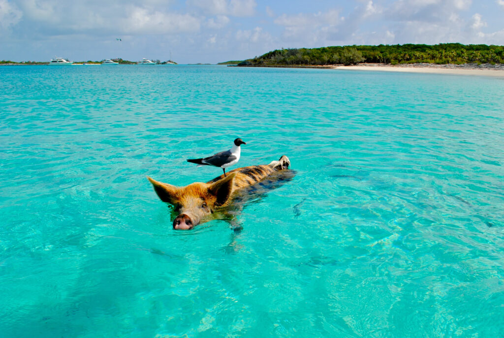 Pig in the ocean in the Bahamas