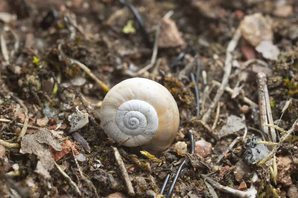 Eastern Heath Snail - Invasive Animals