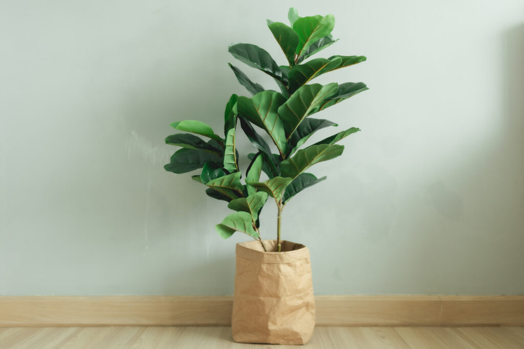 Fiddle Leaf Fig plant with paper pot stand in the room of an apartment.