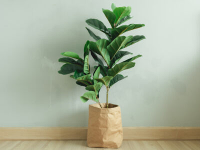 A Discover the Meaning Behind Your Fiddle Leaf Fig Plant