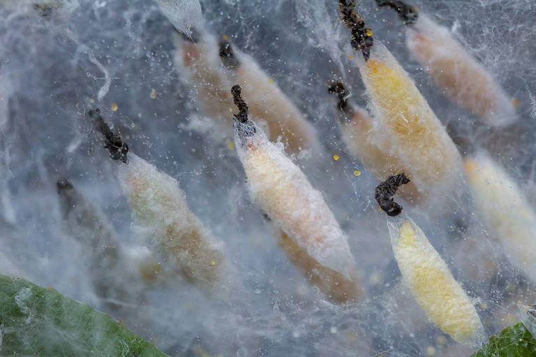 Ermine moth caterpillars in the pupa, cocoon, stage of their metamorphosis life cycle
