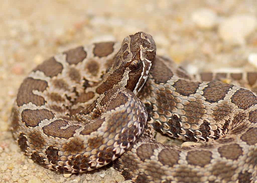 Desert massasauga isolated