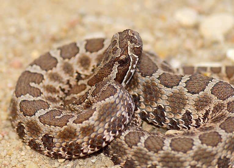 These 2 Water Snakes Call New Mexico Home — Are Either Dangerous? - A-z 