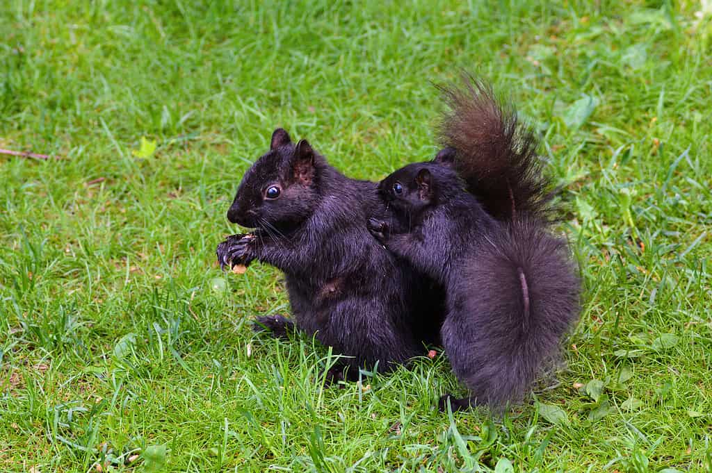 Black Squirrel