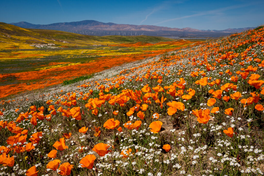 California iconic poppy field: Antelope Valley California Poppy Reserve State Natural Reserve, the wildflower bloom generally occurs from mid-March through April The orange and yellow California poppy
