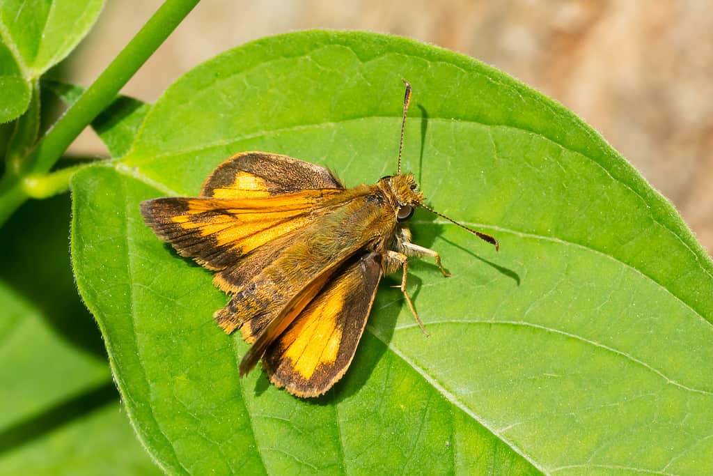 hobomok skipper