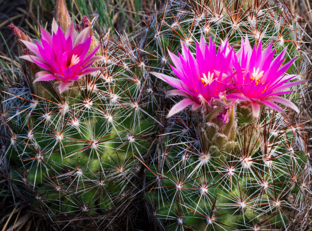 Beautiful pink cactus flowers. Escobaria vivipara.