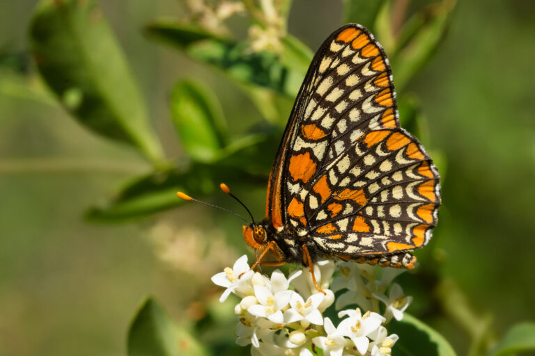 Taylor's Checkerspot