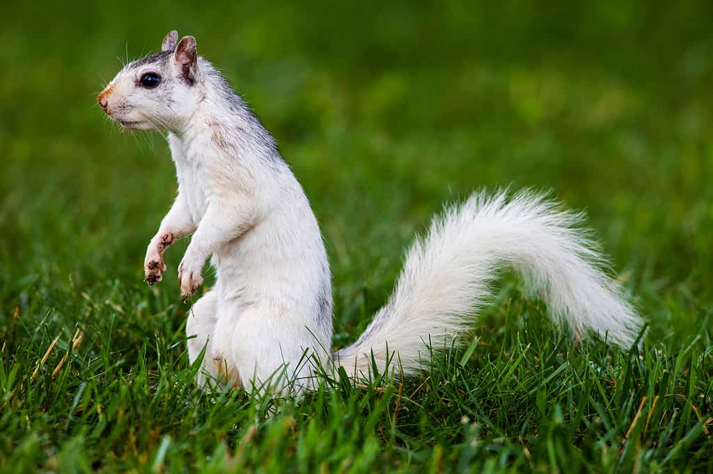 White Squirrel