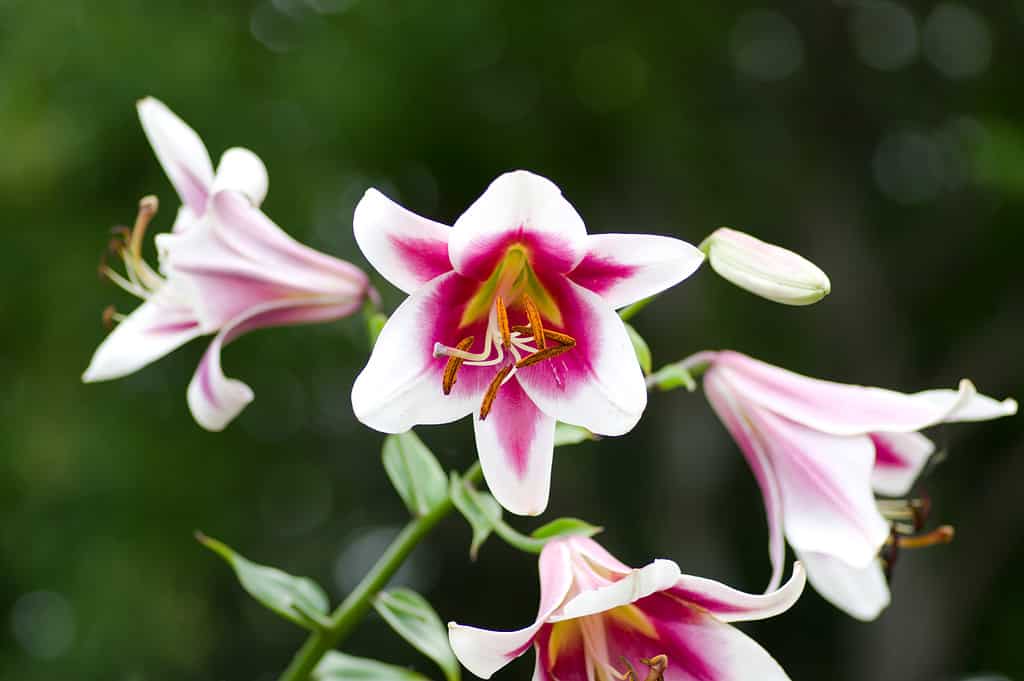 Silk road lily