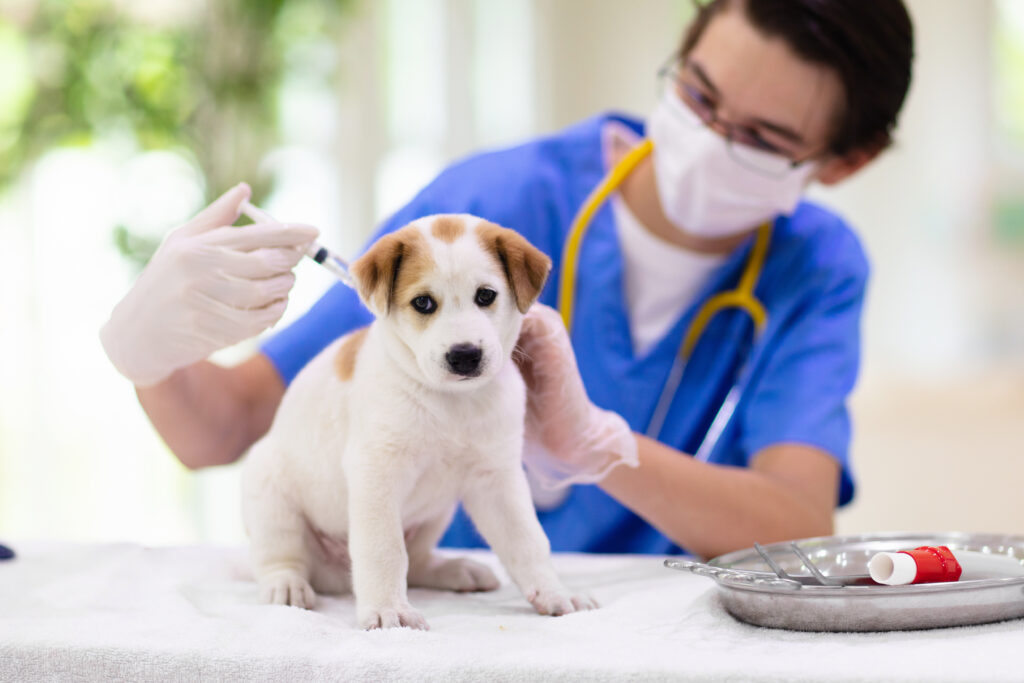 Pet check up and vaccination. 