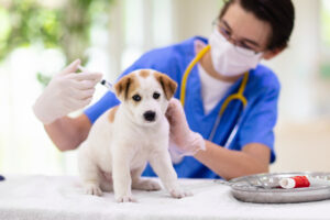 List of Important Vaccines for Dogs photo