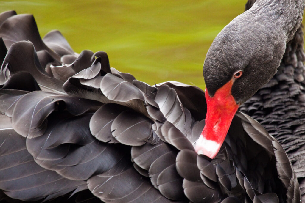 Close up of black swan