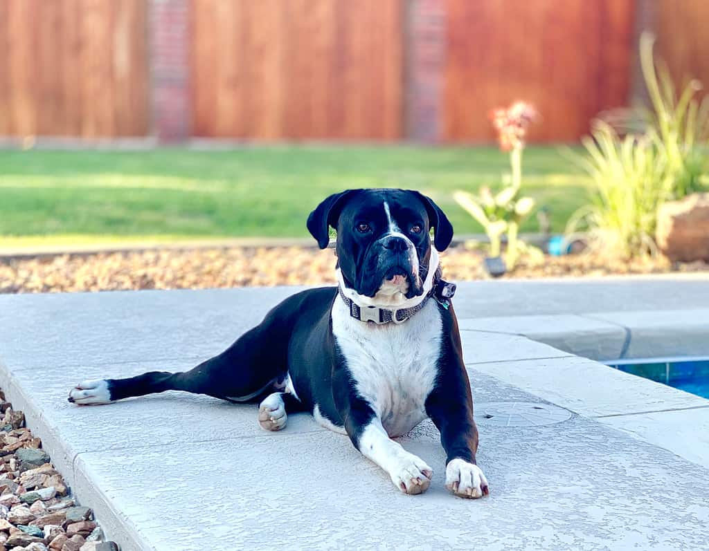 A reverse brindle male boxer with white coloration laying outside in its backyard.