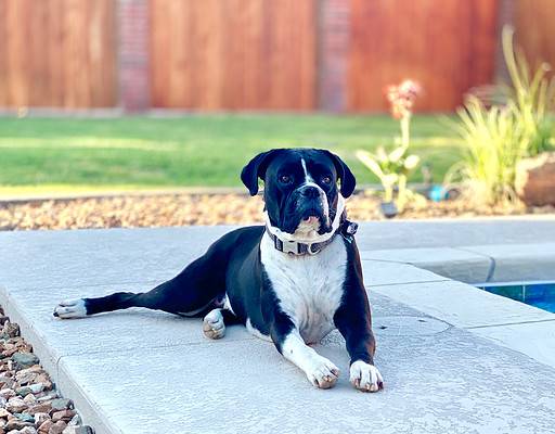 What is a Reverse Brindle Dog? (with Examples) - A-Z Animals