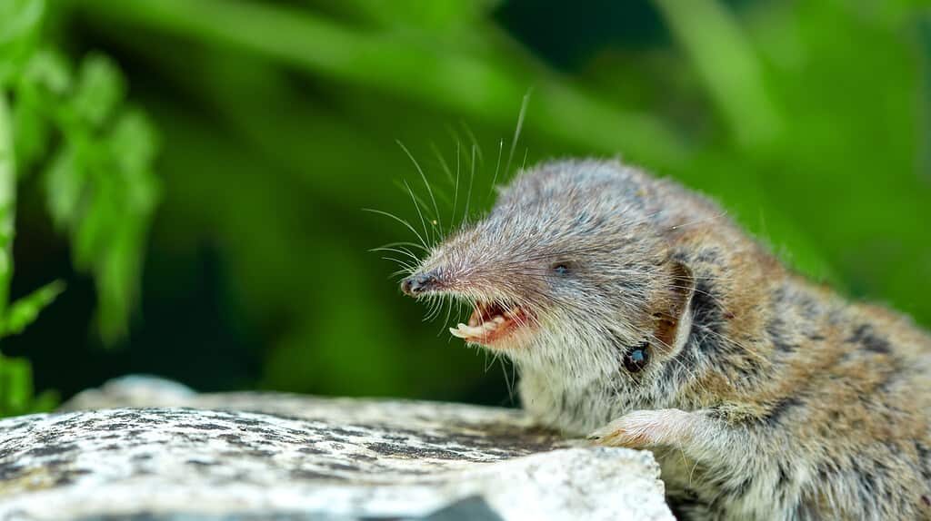 Bicolored Lesser white-toothed Shrew (Crocidura suaveolens) on stone with open mouth and white dangerous teeth. The shrew is in the lower right frame. It is facing left. Its mouth is open, exposing it lower elongated incisors (tusks).The shrew look like a little mouse with a long nose.