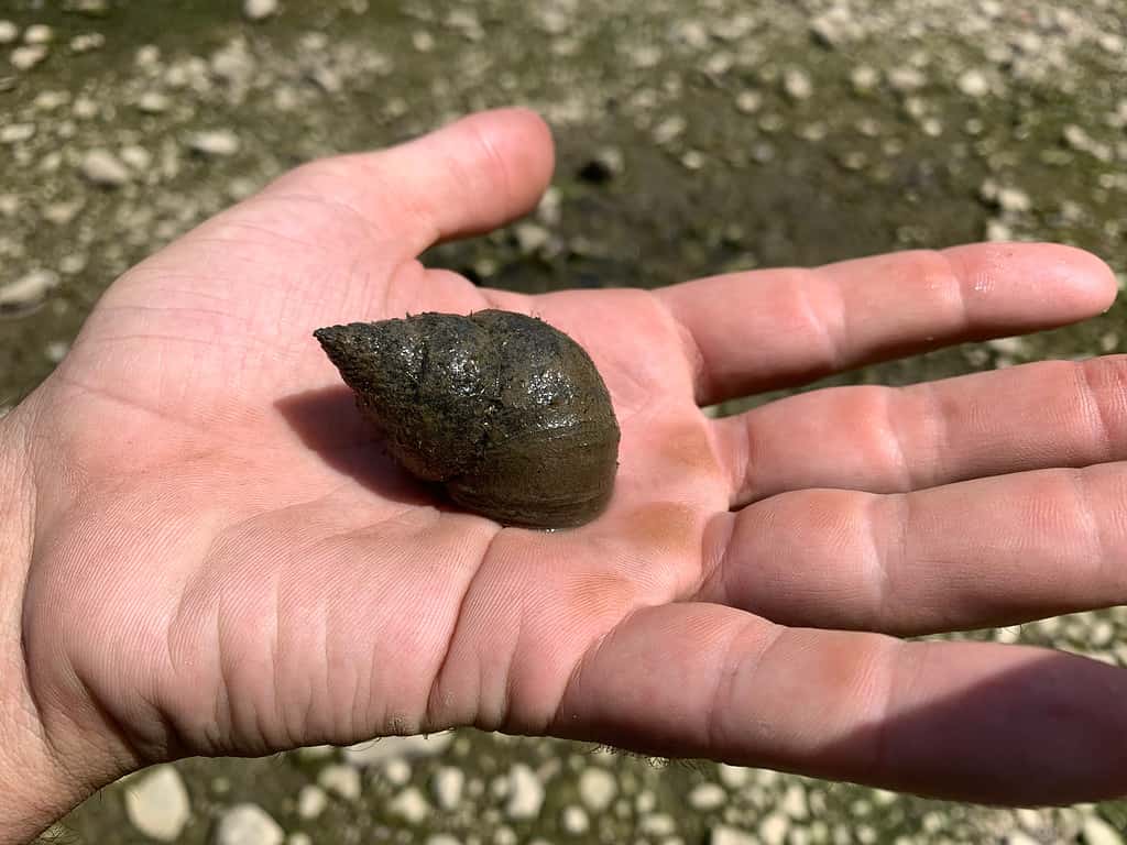 Chinese Mystery Snail - Invasive Animals