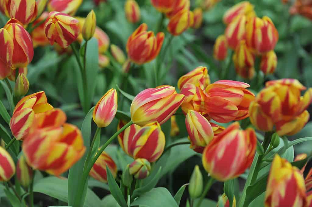 Antoinette Tulips in full bloom