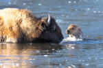 A newborn bison calf swims the river with its mother in Yellowstone National Park.