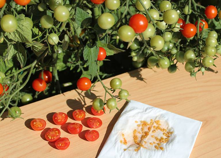 How to Grow Tomatoes: Your Complete Guide - A-Z Animals