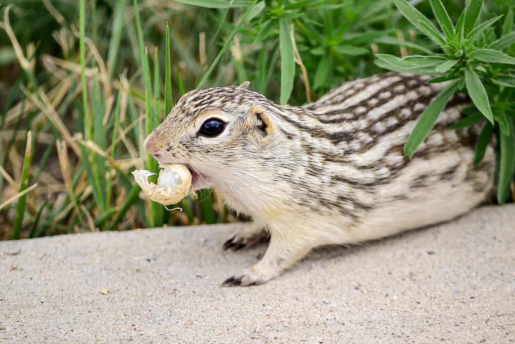 13 lined ground squirrel