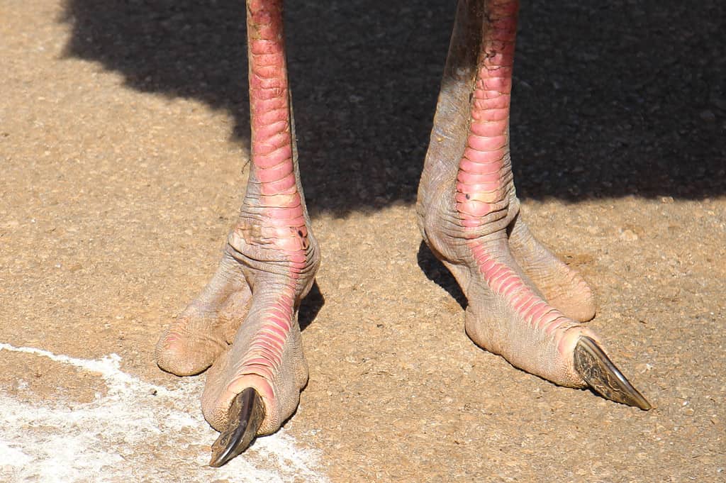 close-up of the legs of an ostrich, with its long nail and its second finger. The feet are a pinkish/peachy/flesh color. They appear to have two distinct toes. Only the larger inner toe has a nail. The nail is long and pointed and protruding outward from the big toe.