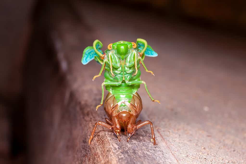 Cicada molting exuvia emerging from its shell. The shell is light brown, the cicada is principally bright green with aqua/turoquise wing tips. It looks like an excellent Lewis Carroll invention.