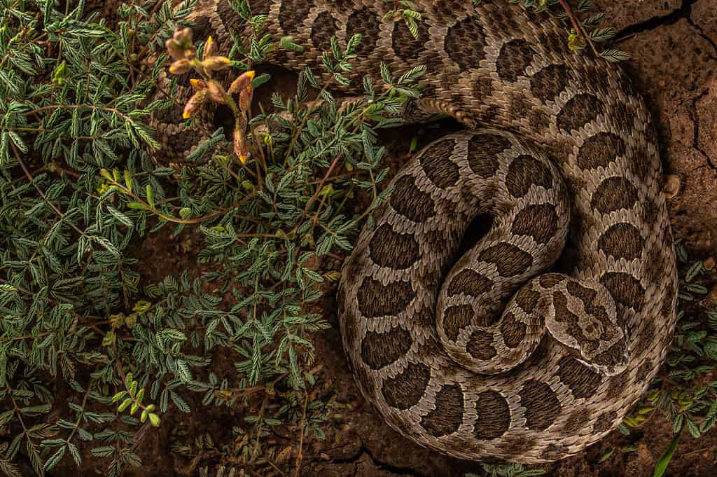 Adult Western Massasauga (Sistrurus tergeminus)