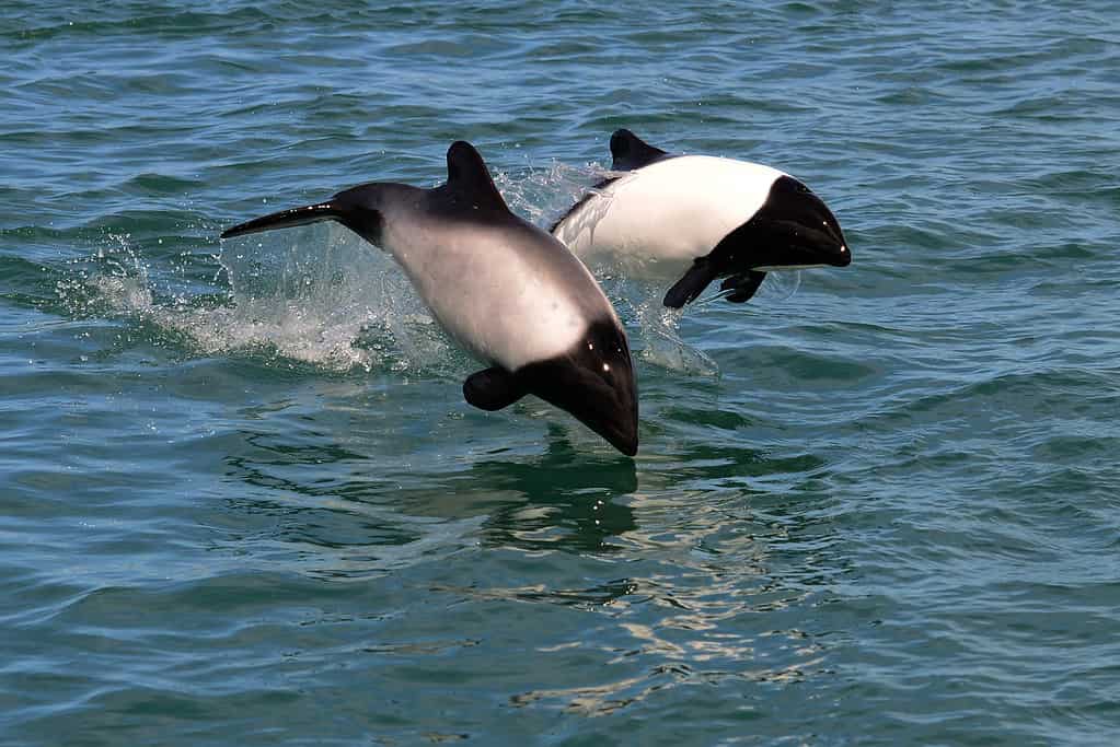 two Commerson's dolphins jumping in the sea (Cephalorhynchus commersonii)